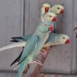 What is the most important trait to look for when vetting various Parakeet breeders in Canada?