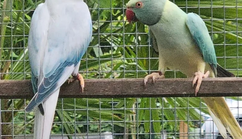 Parakeets for sale in Kansas