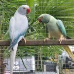 What are the key signs of a healthy bird I should look for when visiting Parakeet breeders in Mexico?