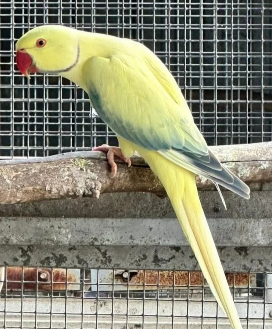 Parakeet parrots for sale in South Carolina