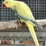 Q: How do I know if the parakeet I am getting from a breeder is healthy?
