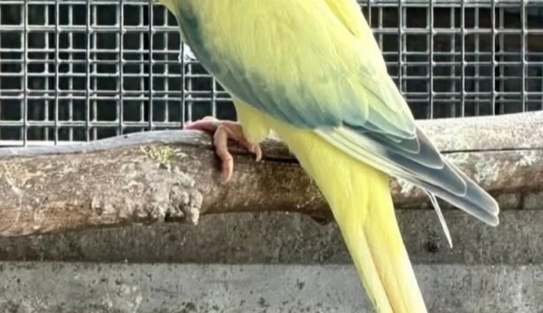 Parakeet birds in Georgia