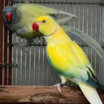 Q: How do I know if a bird I am buying from one of the Parakeet breeders in Kansas is young and suitable for taming?