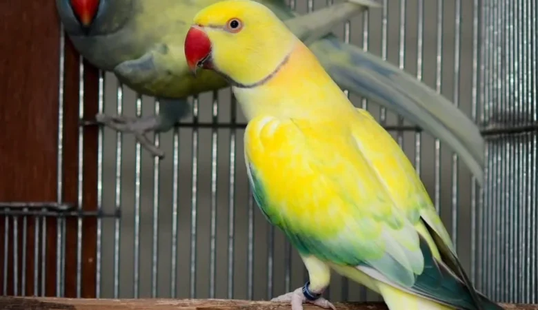 Parakeet birds in Florida