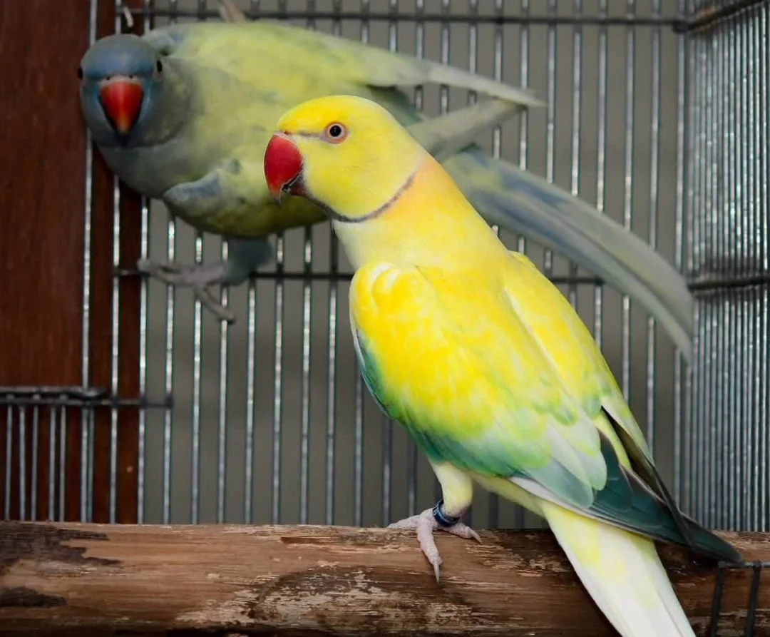 Parakeet birds in Florida
