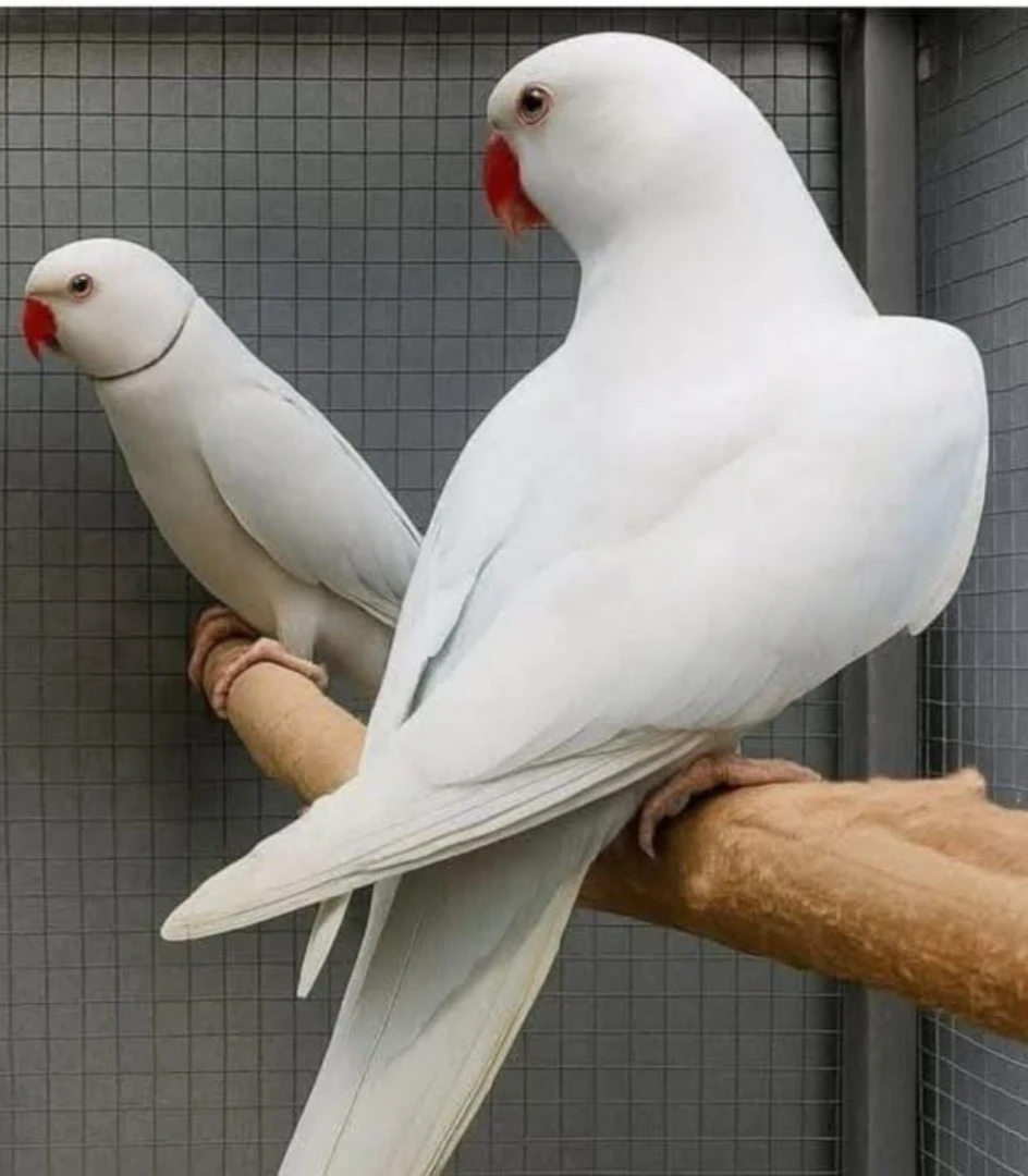 Parakeet parrots for sale in Pennsylvania
