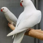 Q: How do I know if a bird I am buying from one of the Parakeet breeders in Iowa is young and suitable for taming?