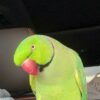 ringneck parakeet for sale