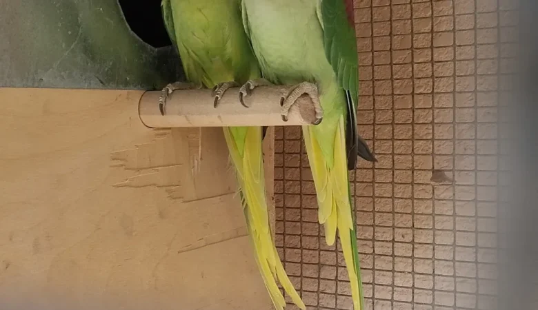 Parakeet parrots for sale in Oregon