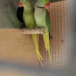 Q: How do I tell if a parakeet is young and ready to bond?