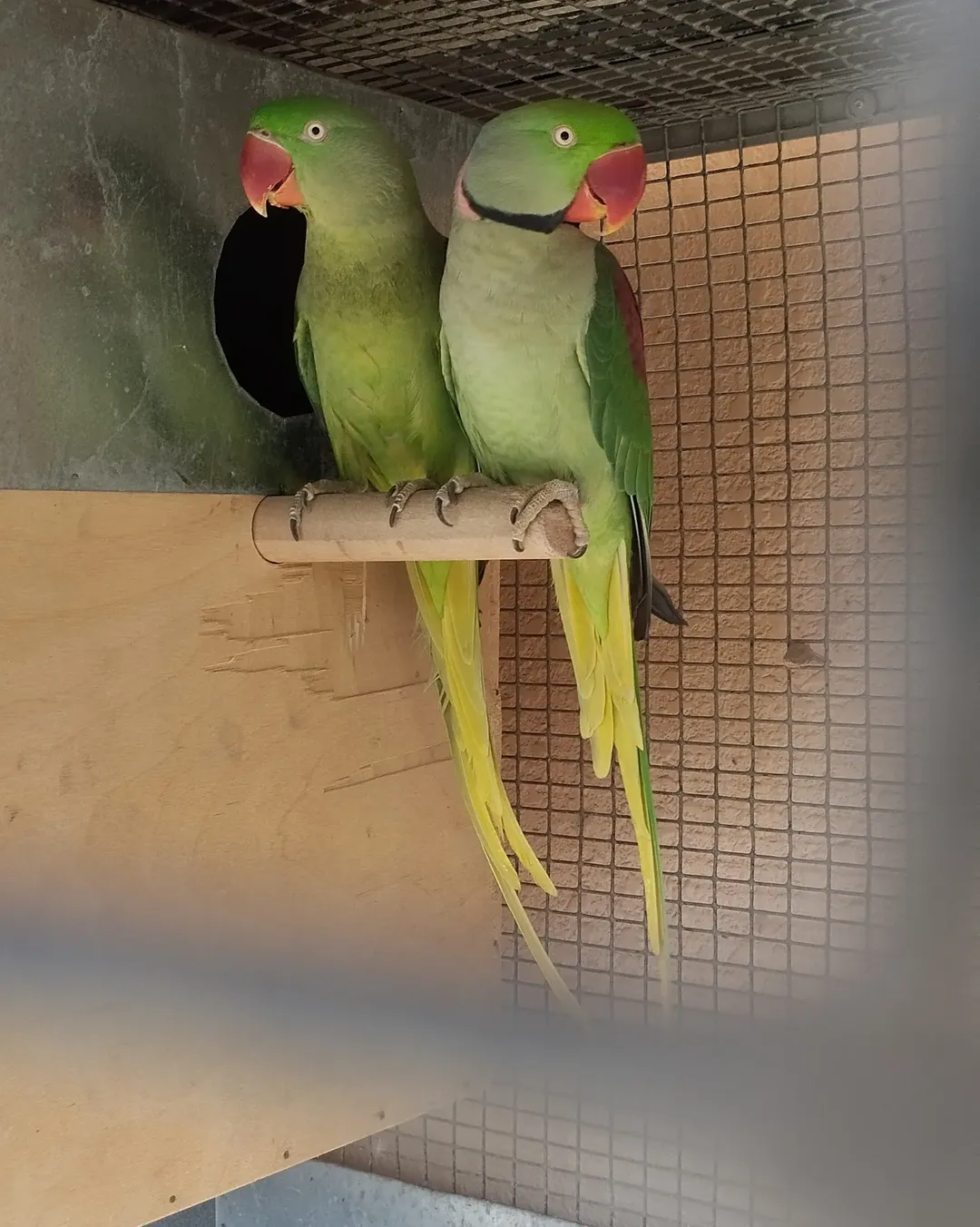 Parakeet birds in Connecticut