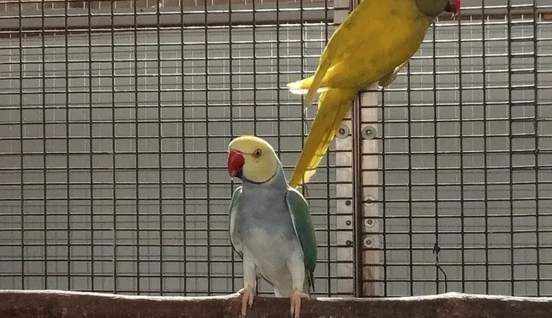 Parakeet parrots for sale in New Mexico