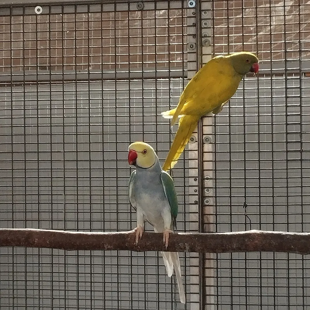 Parakeet parrots for sale in New Mexico