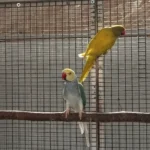 Q: How can I tell if a parakeet from a breeder is healthy and well-adjusted?
