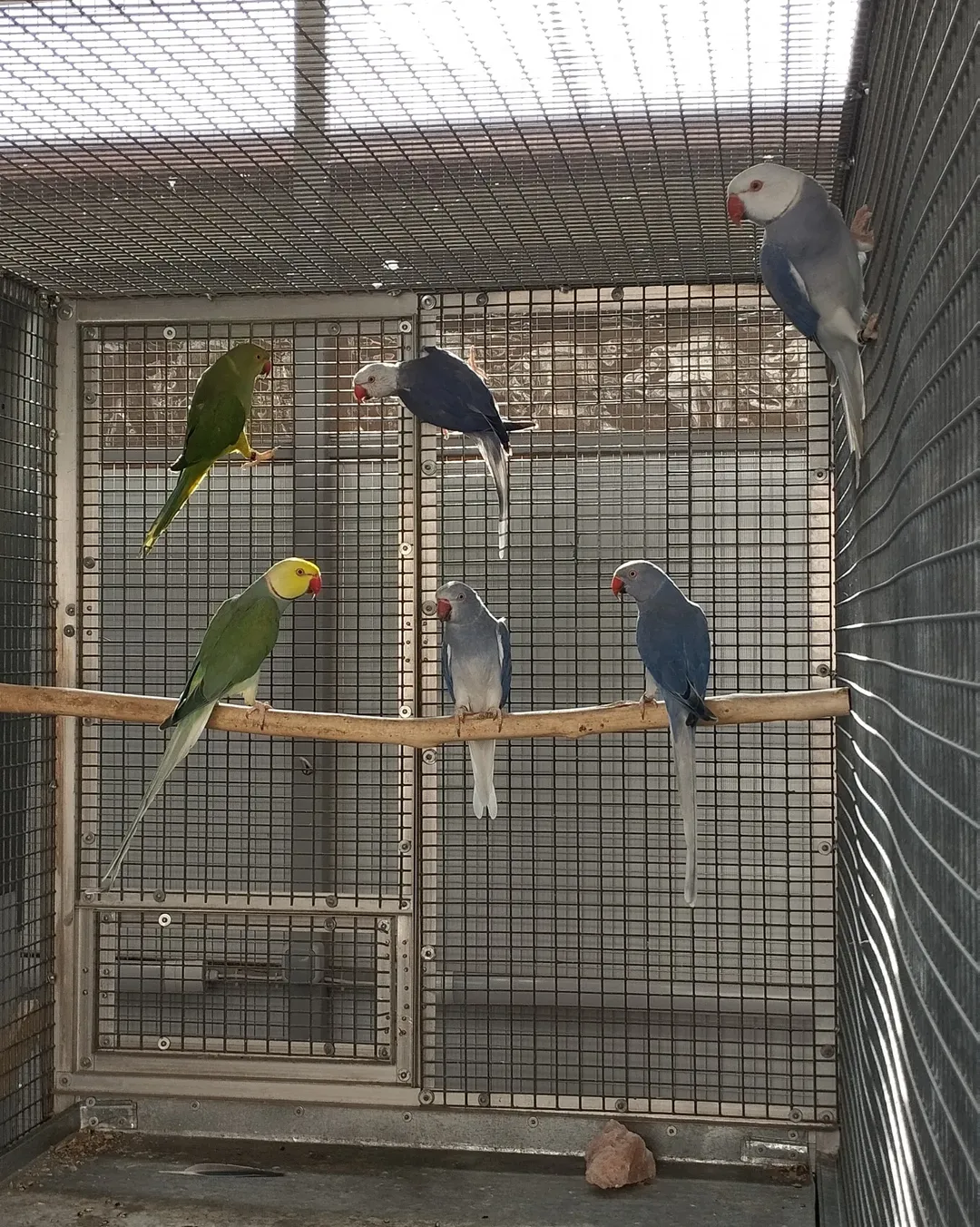 Parakeet parrots for sale in New York