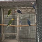 Q: How do I know if a bird I am buying from one of the Parakeet breeders in Massachusetts is young and suitable for taming?