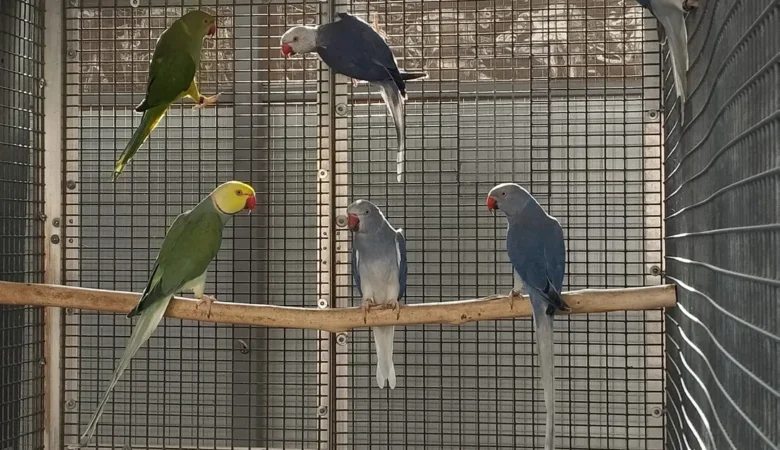 Parakeet birds in Alaska