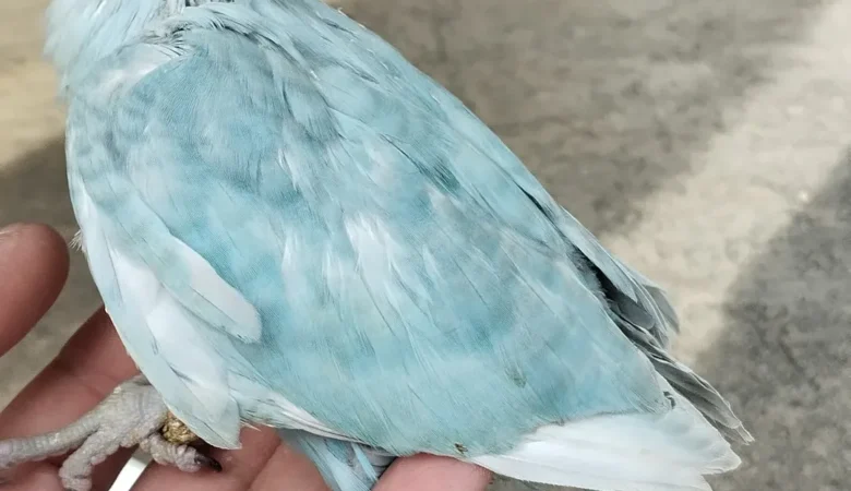 Parakeet parrots for sale in North Carolina