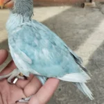 Q: How do I know if a parakeet I am getting from Parakeet breeders in Maryland is healthy and well-adjusted?