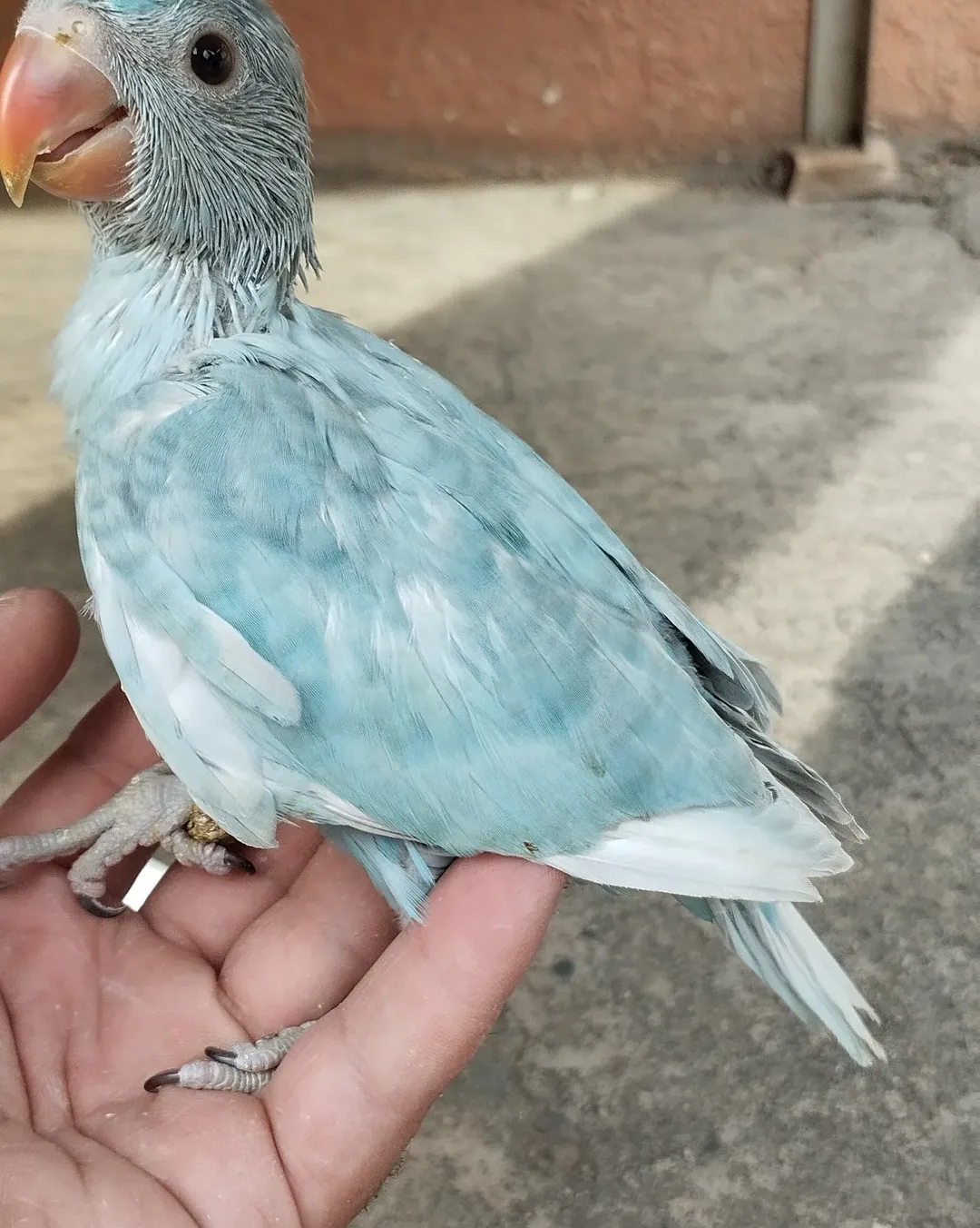 Parakeet birds in Arizona