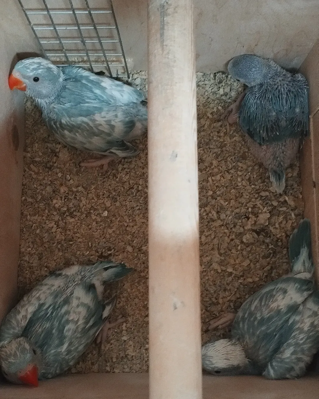 Parakeet parrots for sale in North Dakota