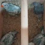 Q: How do I know if the parakeet I am getting from a breeder is healthy?