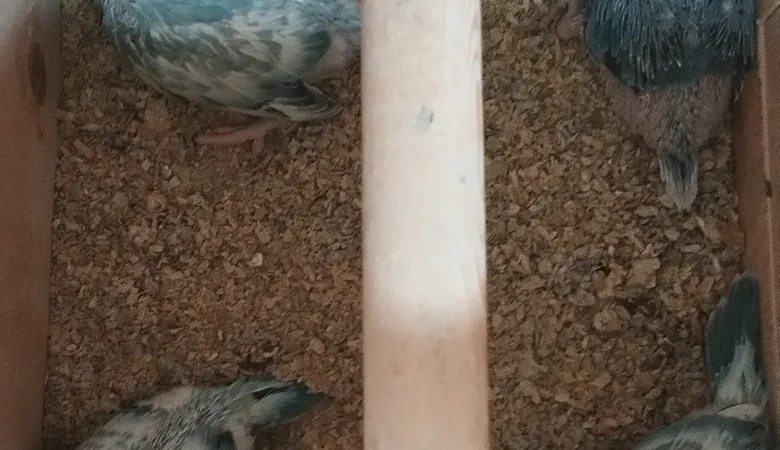 Parakeet birds in Arkansas