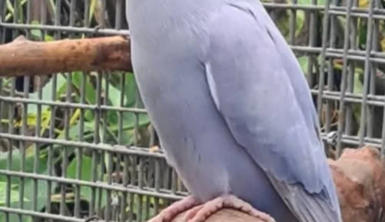 Parakeet parrots for sale in Ohio
