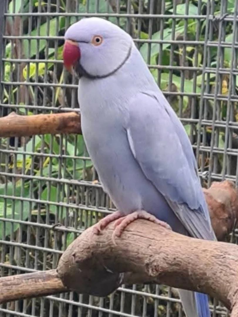 Parakeet parrots for sale in Ohio