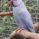 Q: How do I know if the parakeet I am getting from Parakeet breeders in Kentucky is healthy and well-adjusted?