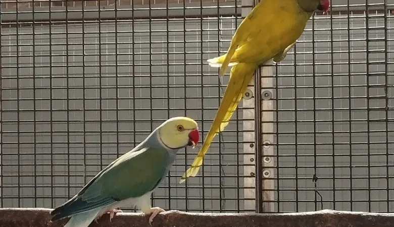 Parakeet parrots for sale in Oklahoma