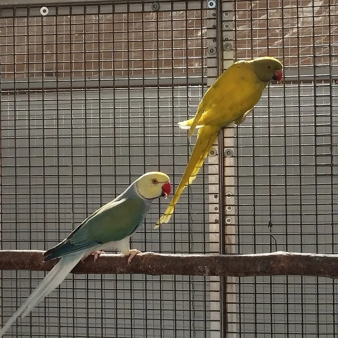 Parakeet parrots for sale in Oklahoma