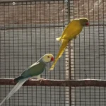 Q: How can I tell if a bird I am getting from one of the parakeet breeders in Maine is young and healthy?