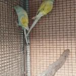 What specific questions should I ask Parakeet breeders in Germany to ensure I am buying a healthy bird?