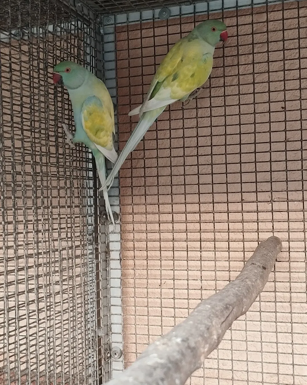 Parakeets for sale in Denmark