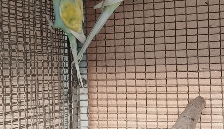 Parakeet breeders in West Virginia