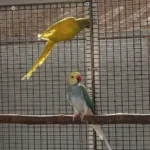 What is the most important sign that I have found one of the best Parakeet breeders in France?