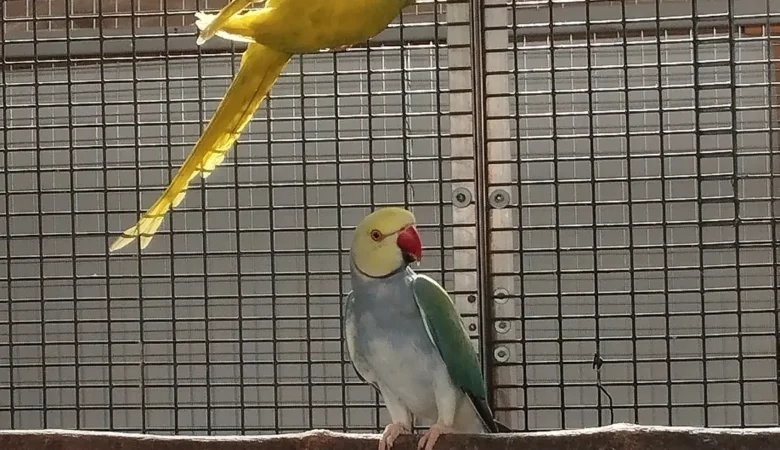 Parakeets for sale in Norway