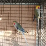 What is the best way to determine if I am working with one of the most reputable Parakeet breeders in Netherlands?