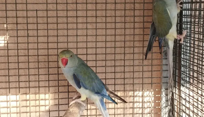 Parakeet breeders in Virginia