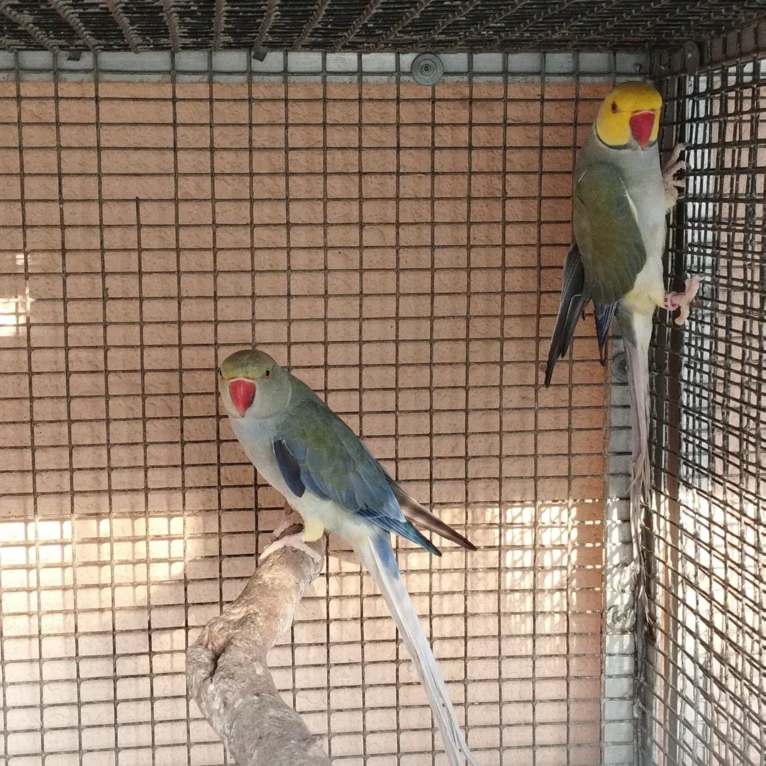 Parakeet breeders in Virginia