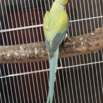 What is the most reliable way to check the reputation of Parakeet breeders in Sweden?