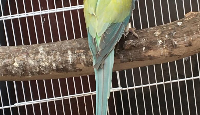 Parakeet breeders in Vermont