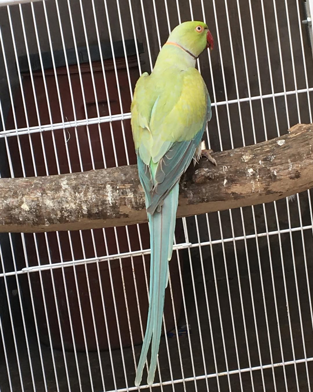 Parakeet breeders in Vermont
