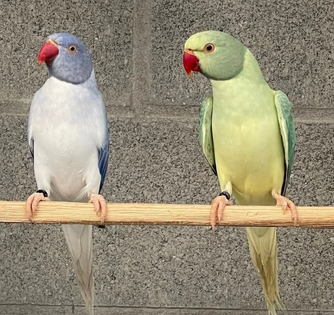 Parakeet breeders in Rhode Island