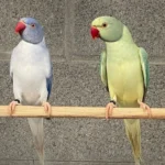 What should I ask potential parakeet breeders in Puerto Rico before buying?