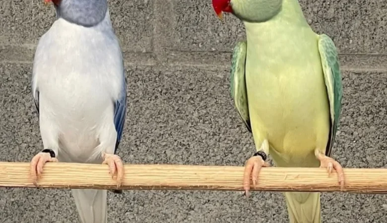 Parakeets for sale in Canada