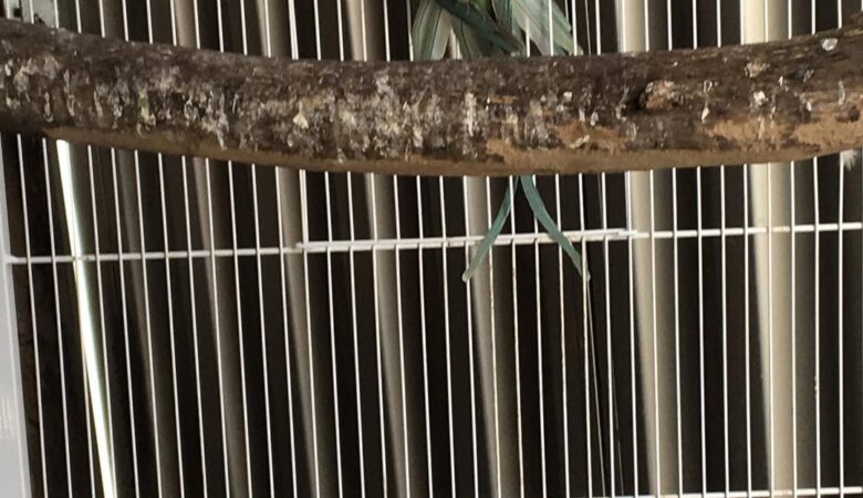 Parakeet breeders in South Carolina