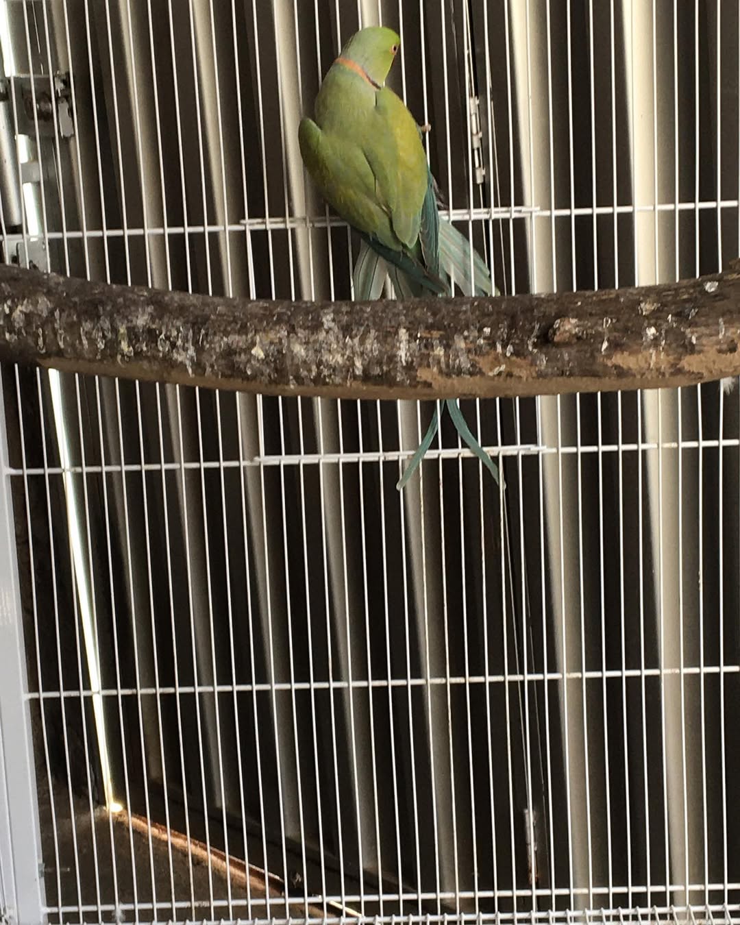 Parakeet breeders in South Carolina