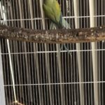 What are the legal requirements for bird ownership in the UAE?